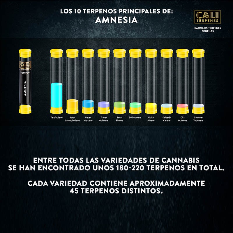 Terpenos Amnesia