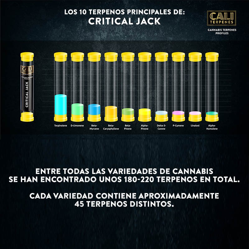 Terpenos Critical Jack