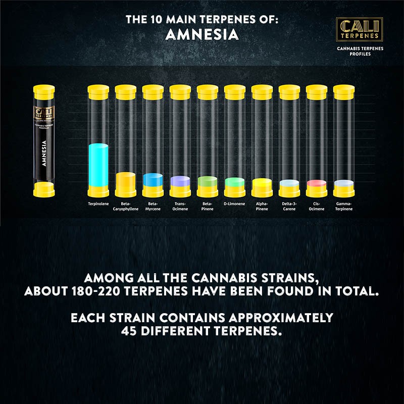 Amnesia Terpenes