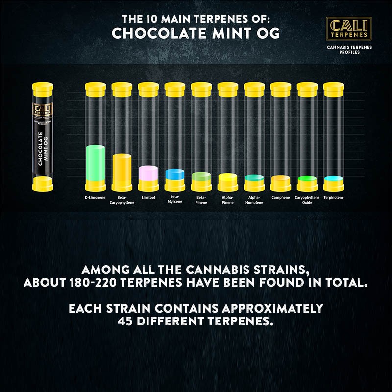 Chocolate Mint OG Terpenes