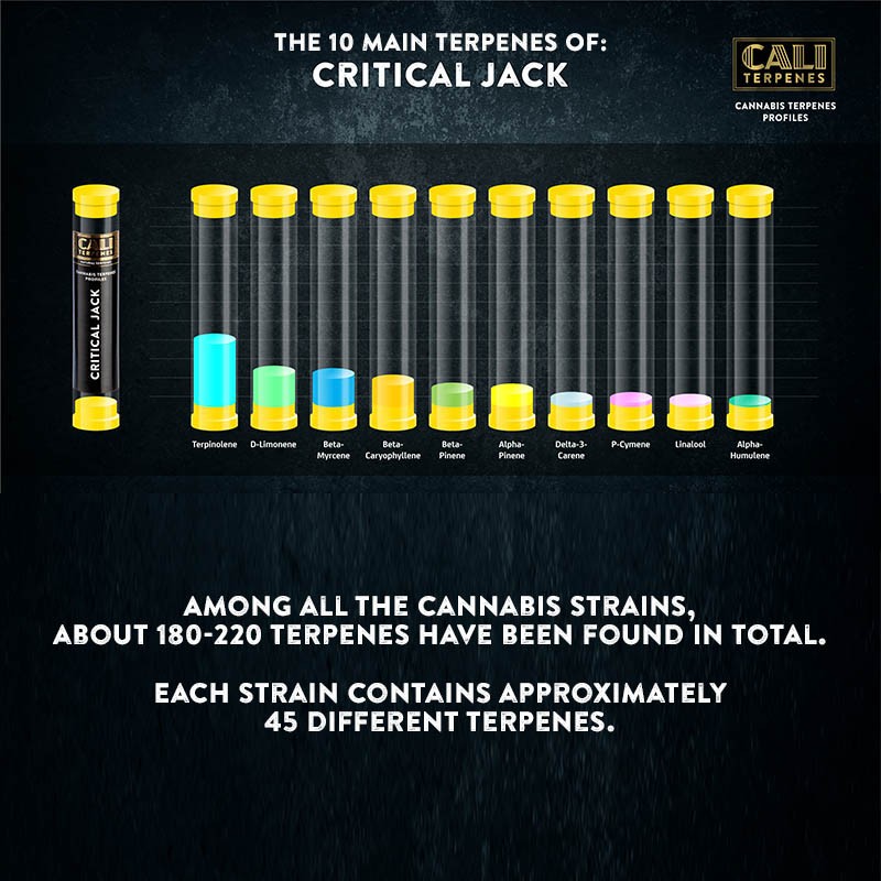 Critical Jack Terpenes