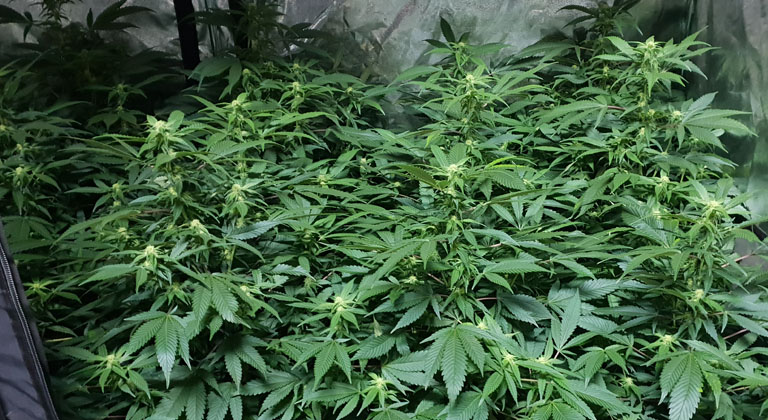 cultivar marihuana