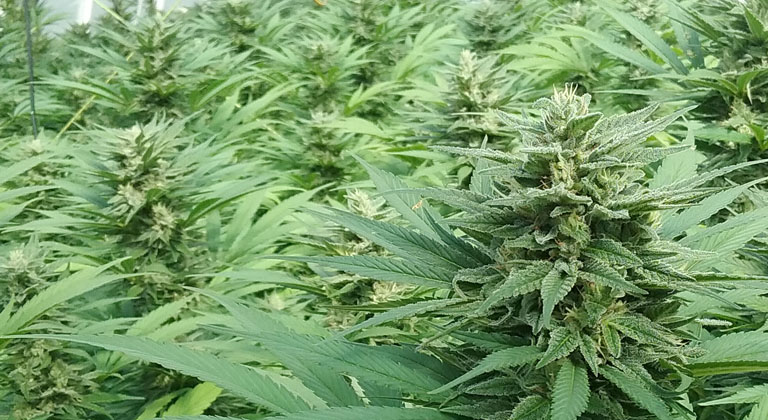 cultivo cannabis terpenos