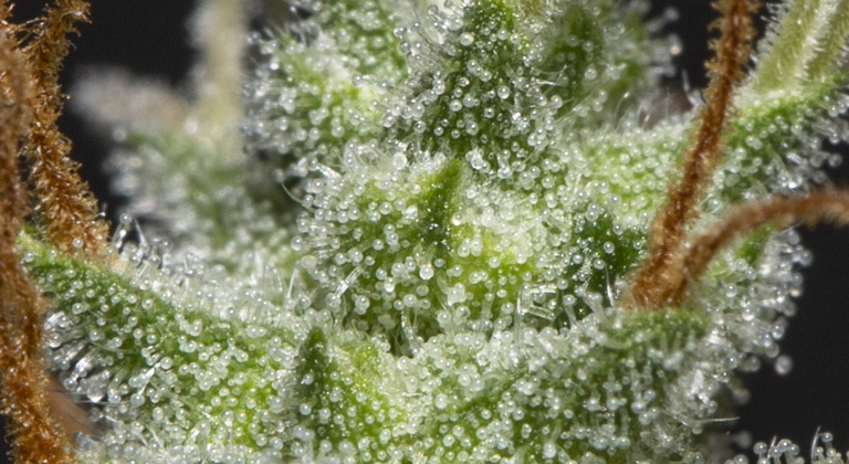 terpenos presentes en el cannabis