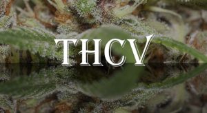 thcv beneficios